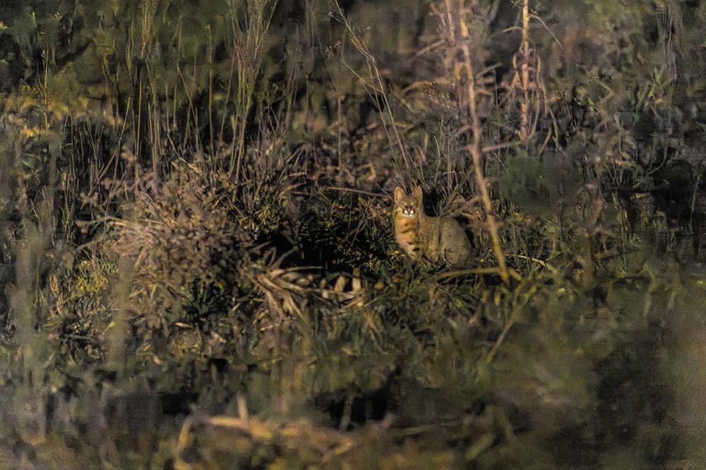 felino em Iminente extinção - O sétimo registro do gato-palheiro-pampeano (Leopardus munoai) em vida no mundo, foi feito nas videiras da Família Salton...