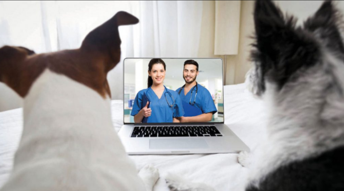 A telemedicina animal é um serviço que veio para complementar o atendimento veterinário tradicional e facilitar a vida de tutores de pets de todo o Brasil....