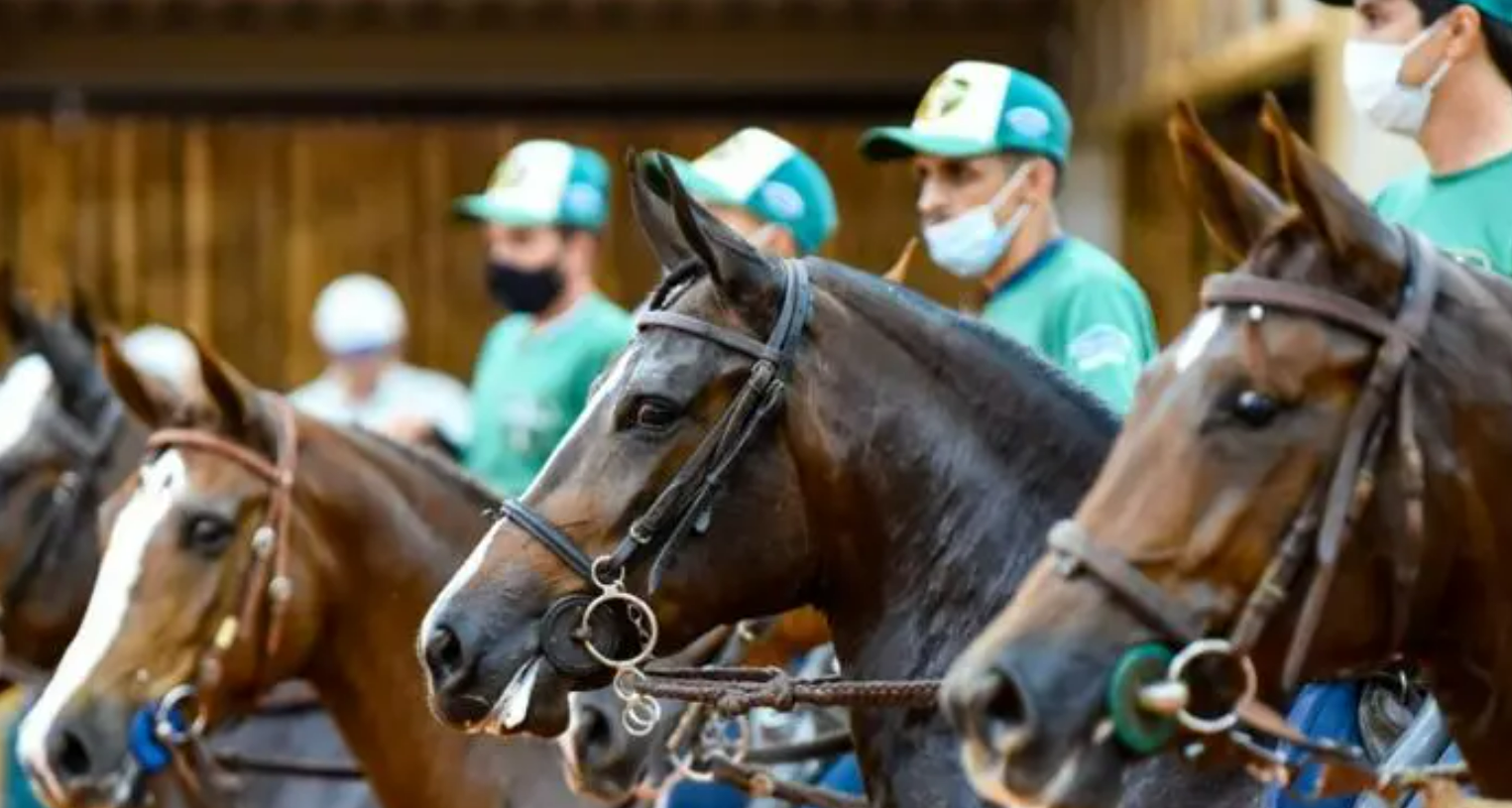 O maior evento da raça Mangalarga do Brasil começou e já comemora números expressivos. 44ª Exposição Nacional do Cavalo Mangalarga, realizada entre hoje (7)...