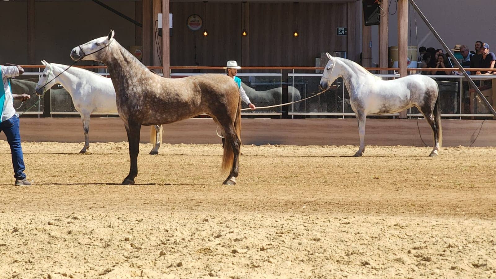 O manejo adequado para a recuperação de cavalos atletas após atuação em campeonatos é de suma importância para manter a qualidade da saúde animal. Uma das...