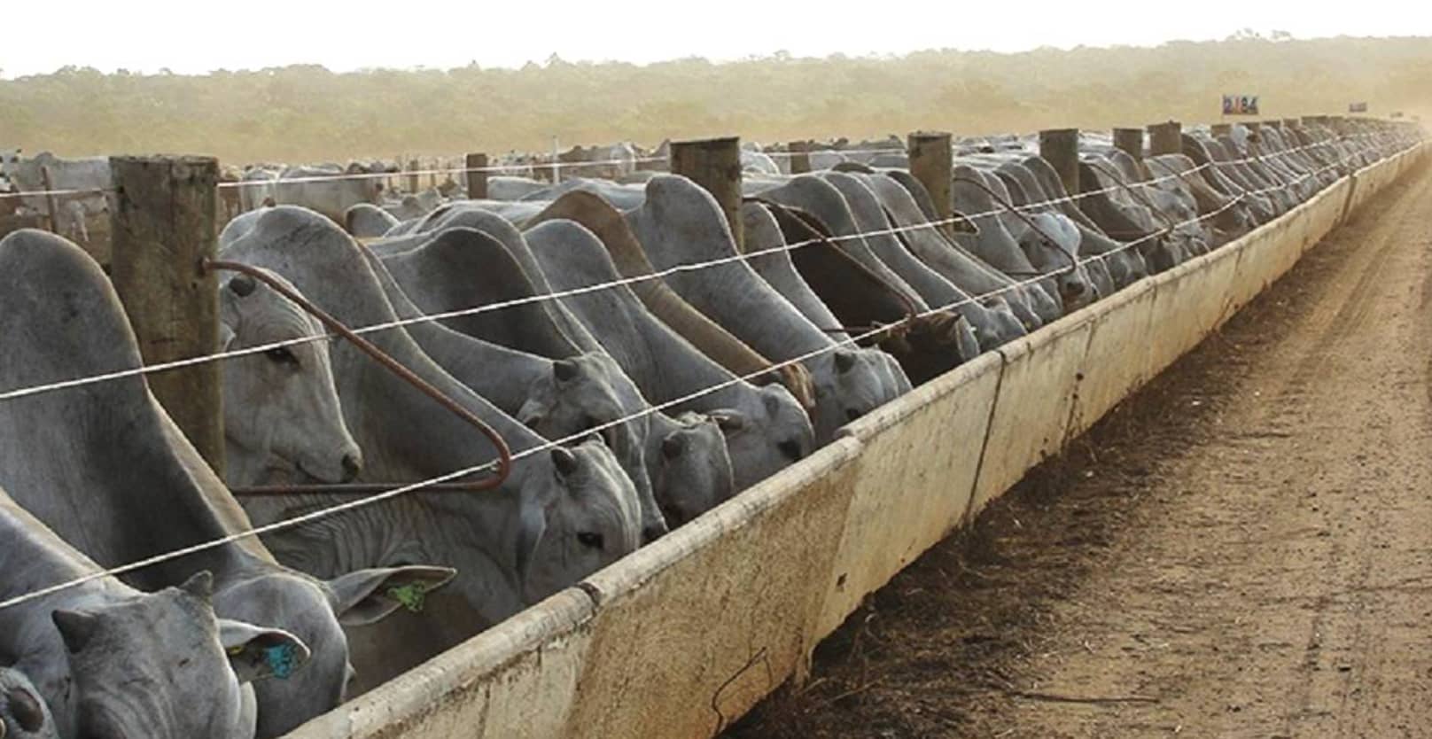 Com papel fundamental no confinamento de bovinos, a leitura de cocho fornece parâmetros essenciais para avaliar a necessidade de ajustar o volume diário da...