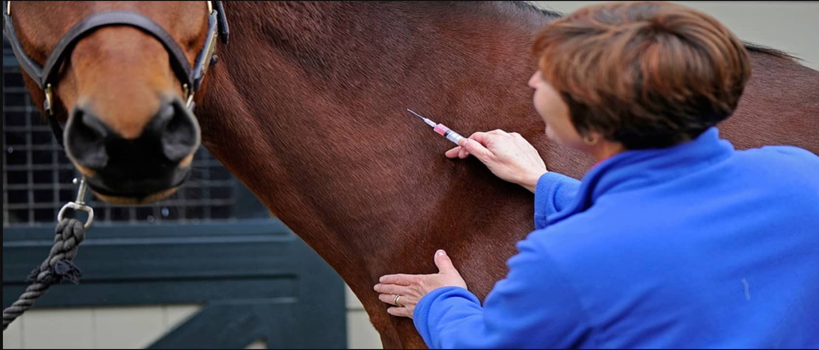 Quando um cavalo é afetado pela Influenza, sua susceptibilidade a infecções secundárias, como pneumonia, aumenta significativamente. Tais complicações...