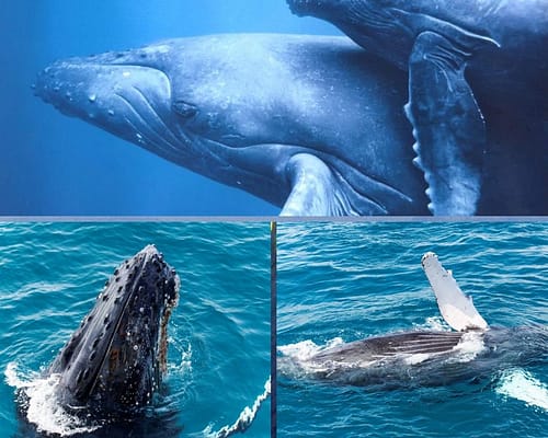 Por falar em baleias