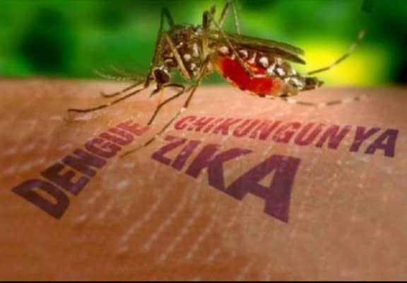 A dengue é uma arbovirose séria que afeta o ser humano em todo o mundo. Os médicos veterinários têm um papel importante na monitoração e análise dos...