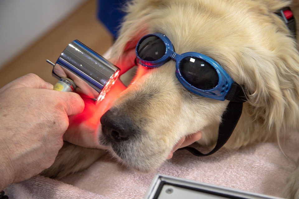Dr. Marcello Roza ajuda a cuidar da saúde bucal do seu cão e identificar comportamentos atrelados a doenças inflamatórias.São Paulo, 23 de outubro de...