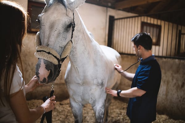 Quando um cavalo é afetado pela Influenza, sua susceptibilidade a infecções secundárias, como pneumonia, aumenta significativamente. Tais complicações...