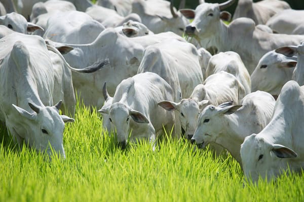Brasil precisa reduzir em um ano a idade de abate dos bovinos