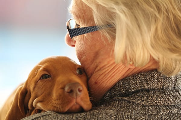 Pet idoso - À medida que a medicina veterinária avança, os cuidados com animais de estimação idosos estão se tornando cada vez mais especializados e seguros...