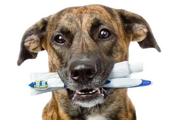 Dr. Marcello Roza ajuda a cuidar da saúde bucal do seu cão e identificar comportamentos atrelados a doenças inflamatórias.São Paulo, 23 de outubro de...