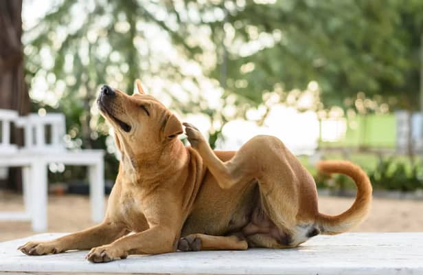 A coceira é fisiológica e faz parte do hábito dos cães, porém, se estiver ocorrendo de forma excessiva, é importante investigar, pois pode indicar que há...