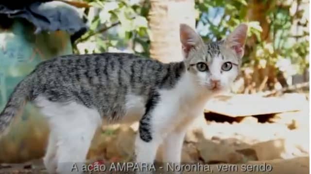 castração de gatos em Fernando de Noronha