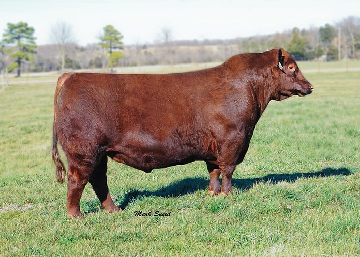 Red Angus REDEMPTION