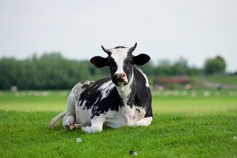 Genex e APCBRH melhoria em gado leiteiro