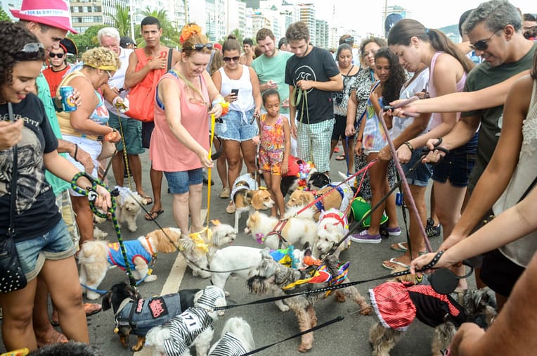 O Carnaval está chegando e muitos tutores querem levar seus pets às ruas para a folia. Pensando no bem-estar dos animais de estimação, é essencial seguir...