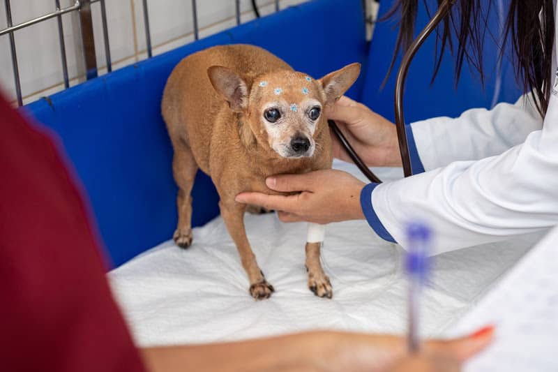 Pet idoso - À medida que a medicina veterinária avança, os cuidados com animais de estimação idosos estão se tornando cada vez mais especializados e seguros...