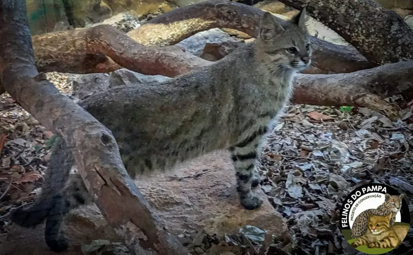 felino em Iminente extinção - O sétimo registro do gato-palheiro-pampeano (Leopardus munoai) em vida no mundo, foi feito nas videiras da Família Salton...