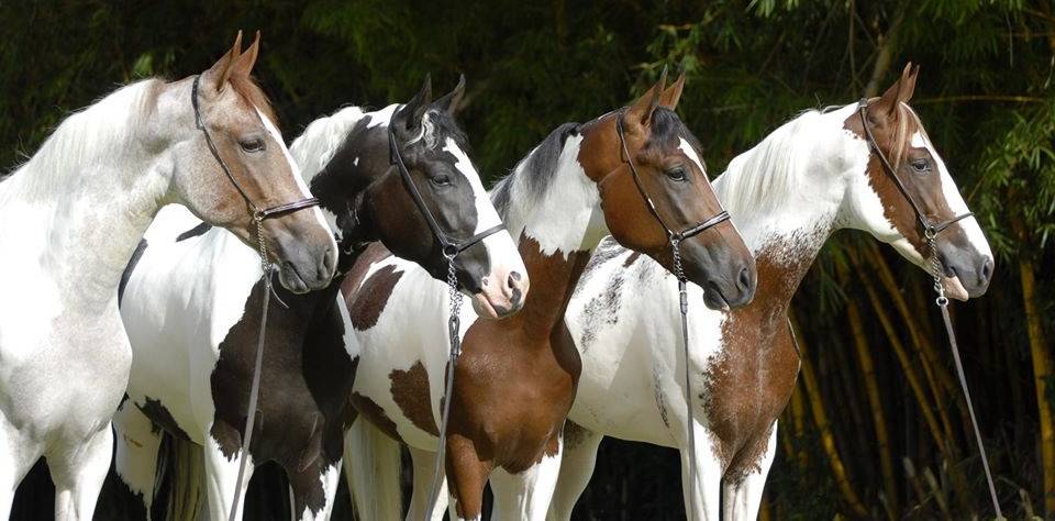 A raça Mangalarga, considerada o cavalo do Brasil, é oriunda da raça Álter, trazidos pela família real portuguesa ao País quando Napoleão Bonaparte invadiu...