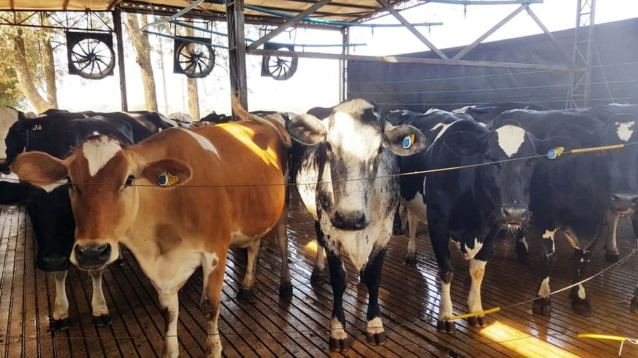monitorar 100% das vacas produtoras de leite orgânico